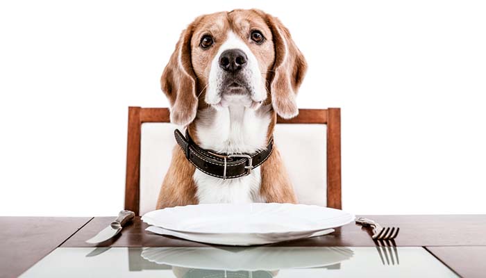 What Should You Do If Doggy Gets Stomach Upset?
