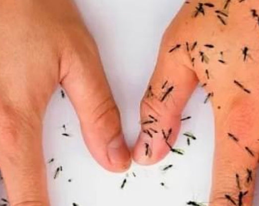 8 natural ways to keep mosquitoes away